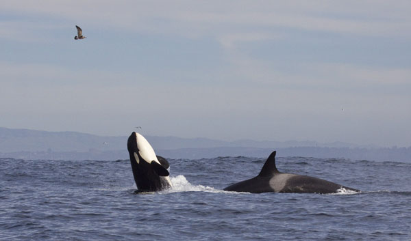 Killer whale breaching