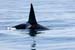 68966KillerWhale_4SG2012_04_27_4