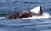 80110KillerWhaleAttacksGrayWhaleNB73615-6-07