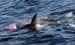 80200KillerWhaleFeedingOnGrayWhaleNB40794-23-07