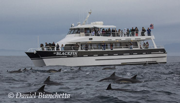 Blackfin and Long-beaked Common Dolphins, photo by Daniel Bianchetta