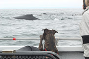 Dog watching a whale on Monterey Bay Whale Watch trip