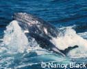 Killer Whale Attacking Gray Whale, photo by Nancy Black