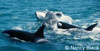 Killer Whales surrounding Gray Whale, photo by Nancy Black