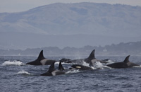 Killer Whale pod photo by Daniel Bianchetta