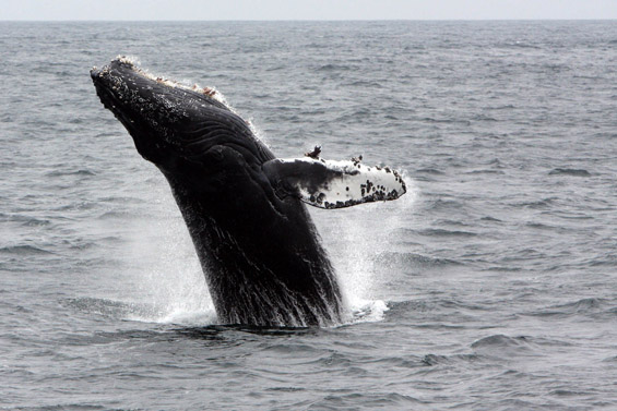 Two blue whales in Monterey Bay