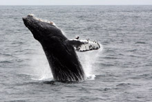 Breaching humpback whale