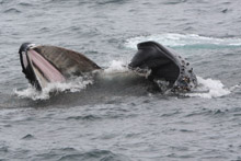 Humpback Whale lunge feeding