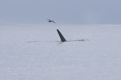 Albatross follows orca
