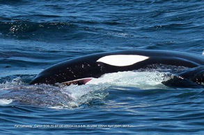 Killer Whale photo by Pat Hathaway