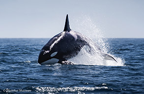Killer Whale Emma, photo by Mumtaz Shamsee