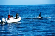 Grace and Mark Atkins with male transient killer whale, photo by Peggy Stap 