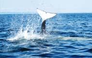 Killer whale fluke slapping blubber of gray whale, photo by Peggy Stap 