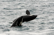 Southern Resident Killer Whales in Monterey Bay