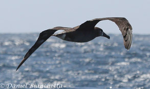 Black-footed Albatross, photo by Daniel Bianchetta