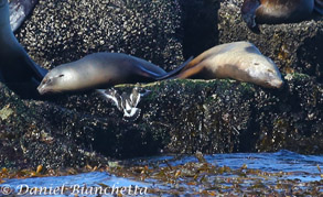 Black Turnstone between 2 California Sea Lions, photo by Daniel Bianchetta