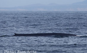 Blue Whale, photo by Daniel Bianchetta