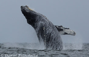 Breaching Humpback Whale, photo by Daniel Bianchetta