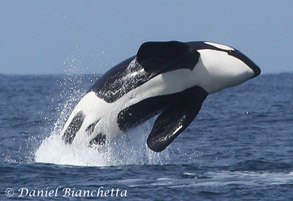 Breaching Killer Whale, photo by Daniel Bianchetta