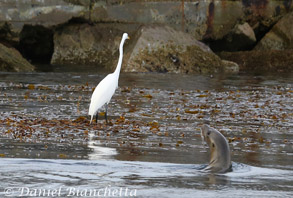 California Sea Lion and Great Egret, photo by Daniel Bianchetta