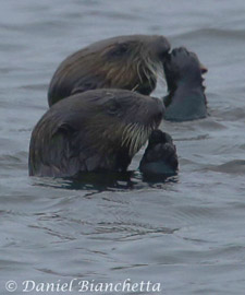 California Sea Otters, photo by Daniel Bianchetta