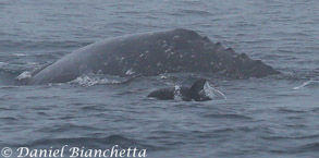 Gray Whale and Pacific White-sided Dolphin, photo by Daniel Bianchetta