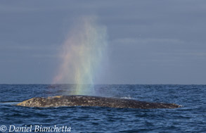 Gray Whale rainbow, photo by Daniel Bianchetta
