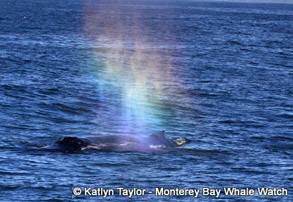 Humpback Whale with rainblow, photo by Katlyn Taylor