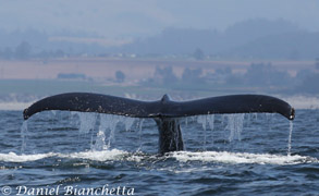 Humpback Whale Tail, photo by Daniel Bianchetta