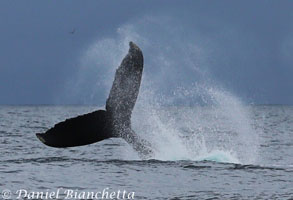 Humpback Whale tail throw, photo by Daniel Bianchetta