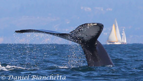 Humpback Whale tail with sailboats, photo by Daniel Bianchetta