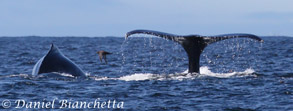 Humpback Whales, photo by Daniel Bianchetta