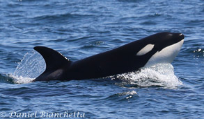 Killer Whale, photo by Daniel Bianchetta