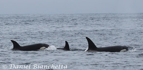 Killer Whales, photo by Daniel Bianchetta