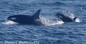 Killer Whales, photo by Daniel Bianchetta