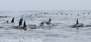 Killer Whales, photo by Daniel Bianchetta