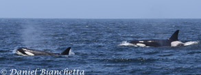 Killer Whales, photo by Daniel Bianchetta