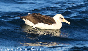 Laysan Albatross, photo by Daniel Bianchetta