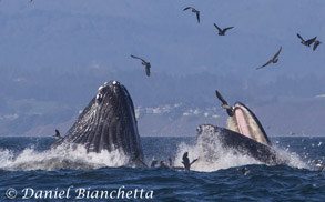 Lunge feeding Humpback Whales showing baleen, photo by Daniel Bianchetta