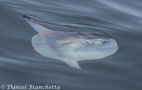 Mola Mola, photo by Daniel Bianchetta