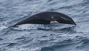 Northern Right Whale Dolphin, photo by Daniel Bianchetta