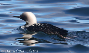 Pacific Loon in breeding plumange, photo by Daniel Bianchetta