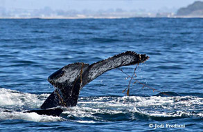 Young Humpback Whale playing in kelp, photo by Jodi Frediani
