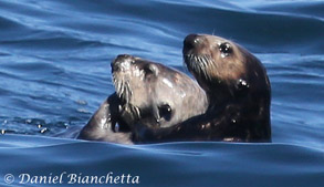 Young Sea Otter holding its mother, photo by Daniel Bianchetta