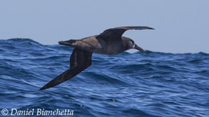 Black-footed Albatross, photo by Daniel Bianchetta