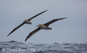 Black-footed Albatross, photo by Daniel Bianchetta