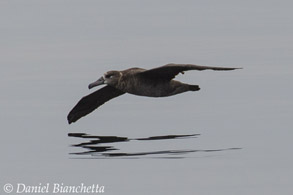 Black-footed Albatross, photo by Daniel Bianchetta