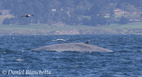 Blue Whale, photo by Daniel Bianchetta