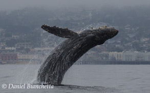 Humpback Whale breaching close to shore, photo by Daniel Bianchetta