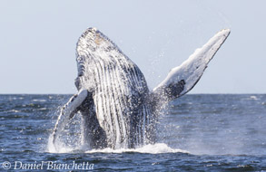 Humpback Whale breaching, photo by Daniel Bianchetta